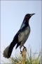 Boat-tailed-Grackle;Grackle;Quiscalus-major;portrait;avifauna;eye;nature;wild;wi
